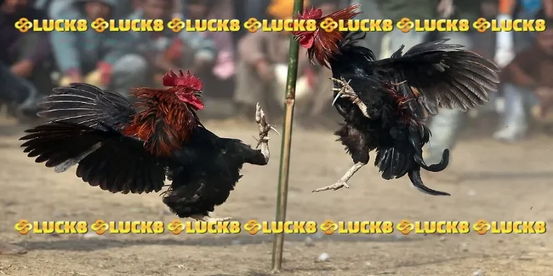 Đá gà trực tiếp C1 hôm nay với chất lượng 4K sắc nét